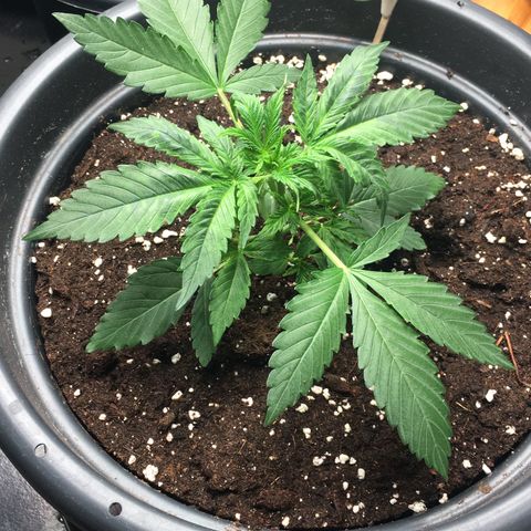 Green Crack  #1 growlog photo: Leichte Anzeichen für eine Überwässerung.
Noiden Abstände 3cm.