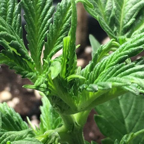 Green Crack  #1 growlog photo: Leichte Anzeichen für eine Überwässerung.
Noiden Abstände 3cm.