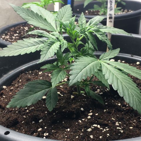Green Crack  #1 growlog photo: Leichte Anzeichen für eine Überwässerung.
Noiden Abstände 3cm.