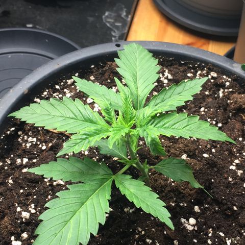 Zkittlez #1 growlog timeline photo