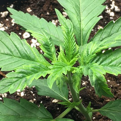 Zkittlez #1 growlog timeline photo