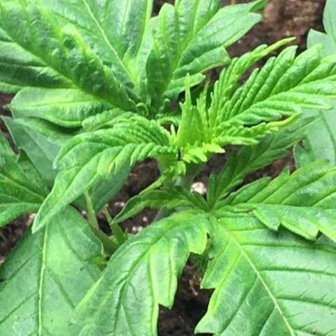 Zkittlez #1 growlog timeline photo