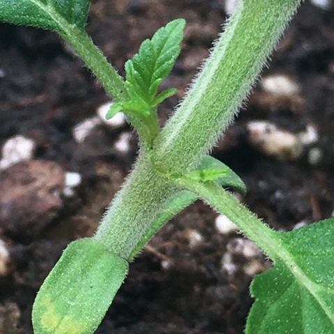 Zkittlez #1 growlog timeline photo