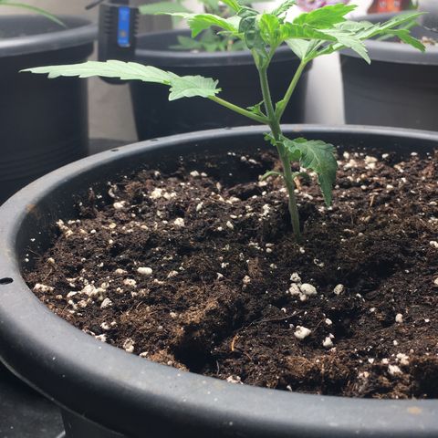 Zkittlez #1 growlog timeline photo