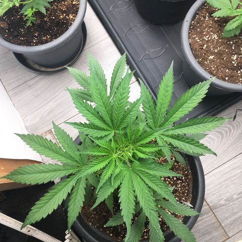 Lemon OG Kush #1 growlog timeline photo