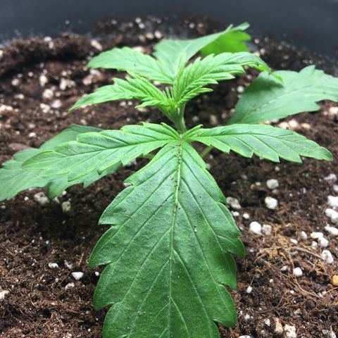 Purple Mimosa Xl Auto  #1 growlog timeline photo