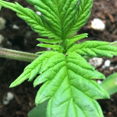 Purple Mimosa Xl Auto  #1 growlog timeline photo