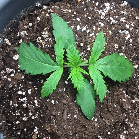 Purple Mimosa Xl Auto  #1 growlog timeline photo