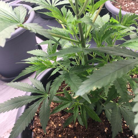 Lemon OG Kush #1 growlog timeline photo