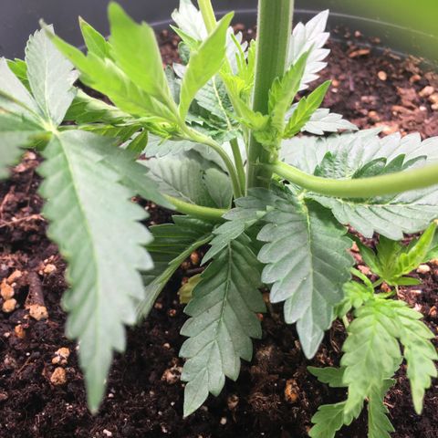 Granddaddy Black #1 growlog photo: Kein guter Gesundheitszustand, vertrocknete Blätter kräuseln sich nach oben.
Starke Anzeichen für Überwässerung.