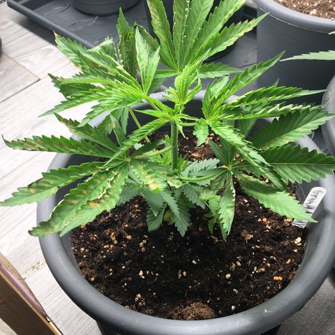 Granddaddy Black #1 growlog photo: Kein guter Gesundheitszustand, vertrocknete Blätter kräuseln sich nach oben.
Starke Anzeichen für Überwässerung.