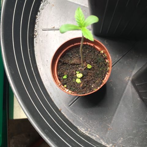 Ak47 #1 growlog timeline photo
