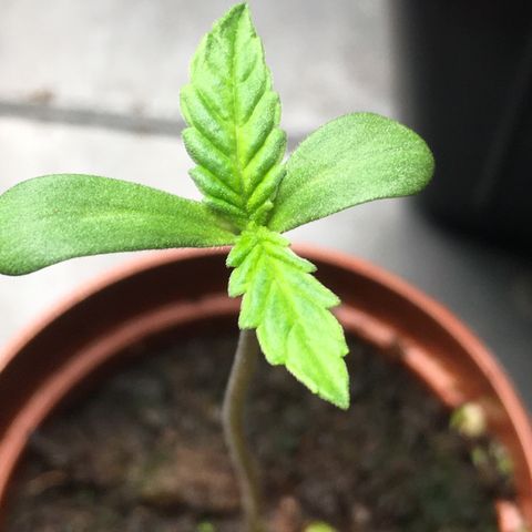 Ak47 #1 growlog timeline photo
