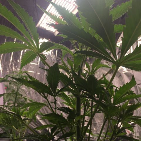 Lemon OG Kush #1 growlog timeline photo