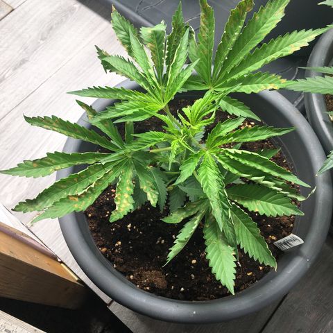 Granddaddy Black #1 growlog photo: Kein guter Gesundheitszustand, vertrocknete Blätter kräuseln sich nach oben.
Starke Anzeichen für Überwässerung.