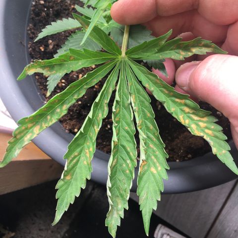 Granddaddy Black #1 growlog photo: Kein guter Gesundheitszustand, vertrocknete Blätter kräuseln sich nach oben.
Starke Anzeichen für Überwässerung.