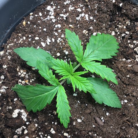 Purple Mimosa Xl Auto  #1 growlog timeline photo
