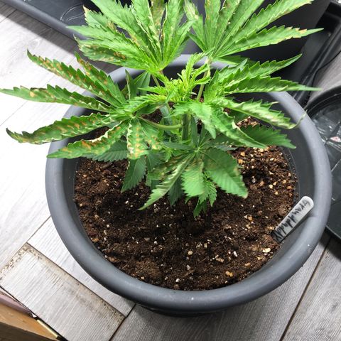 Granddaddy Black #1 growlog photo: Erholt sich gut.