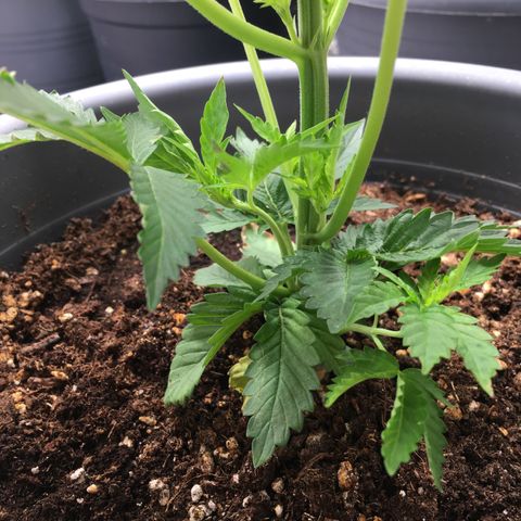 Granddaddy Black #1 growlog photo: Erholt sich gut.