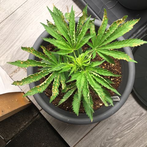 Granddaddy Black #1 growlog photo: Erholt sich gut.