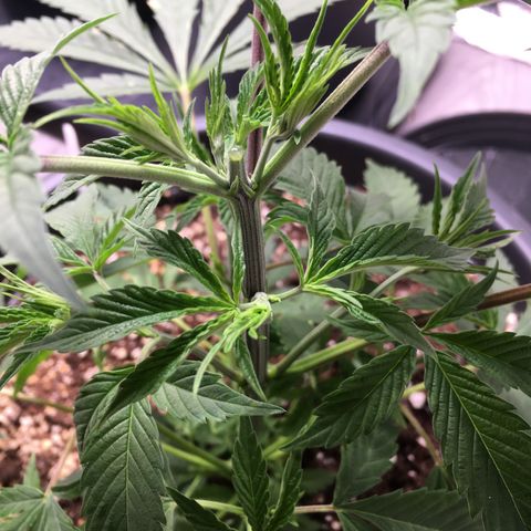 Granddaddy Black #1 growlog photo: Heute getoppt und Stecklinge im unteren Bereich entnommen.