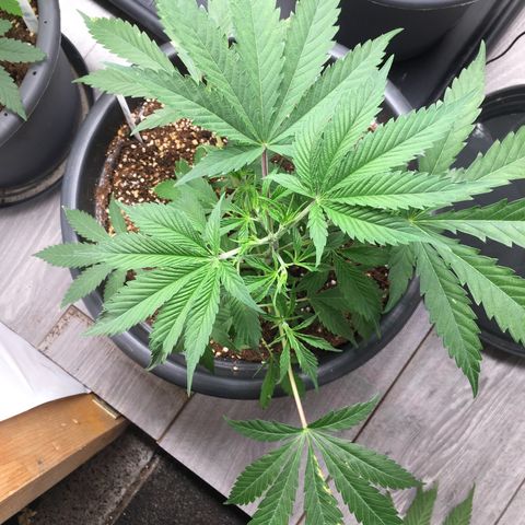 Granddaddy Black #1 growlog timeline photo