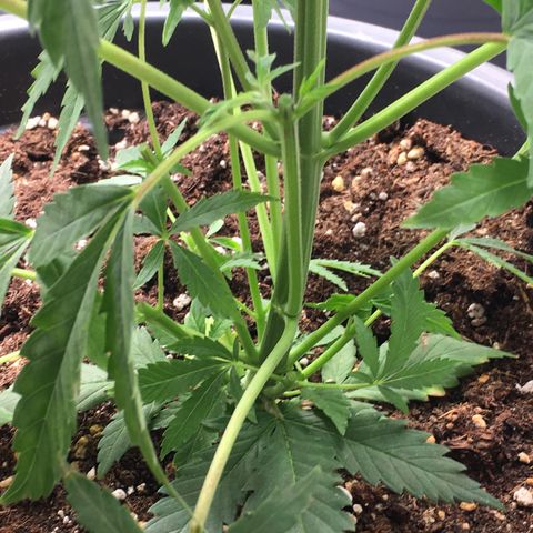 Granddaddy Black #1 growlog photo: Heute getoppt und Stecklinge im unteren Bereich entnommen.