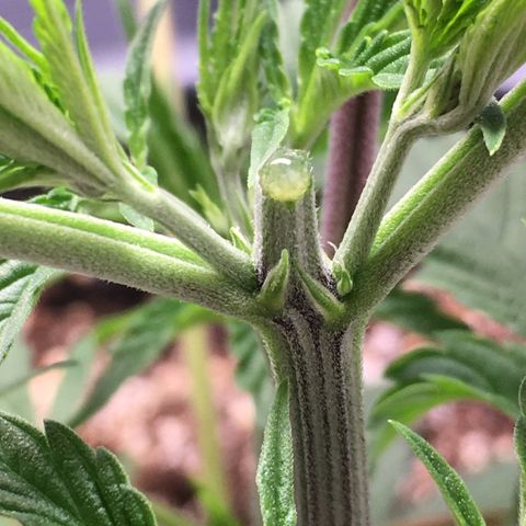 Granddaddy Black #1 growlog photo: Heute getoppt und Stecklinge im unteren Bereich entnommen.