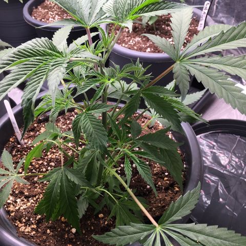 Granddaddy Black #1 growlog photo: Heute getoppt und Stecklinge im unteren Bereich entnommen.