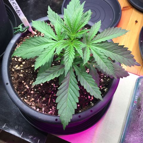 Zkittlez #1 growlog timeline photo