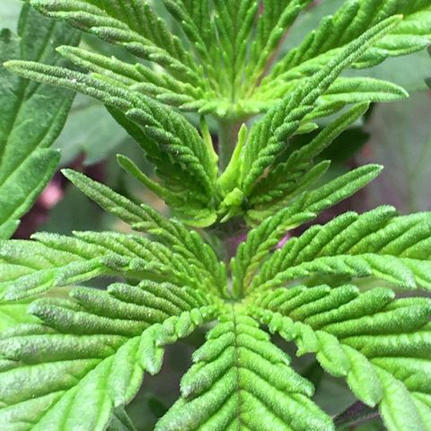 Zkittlez #1 growlog timeline photo