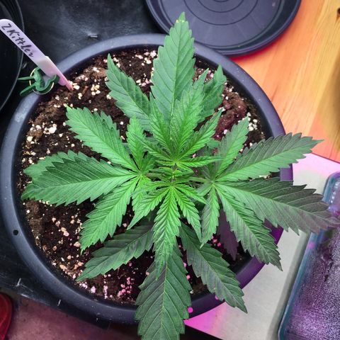 Zkittlez #1 growlog timeline photo