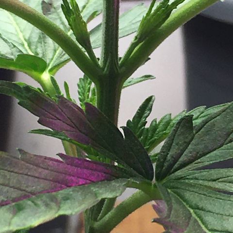 Zkittlez #1 growlog timeline photo