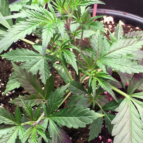 Green Crack  #1 growlog timeline photo