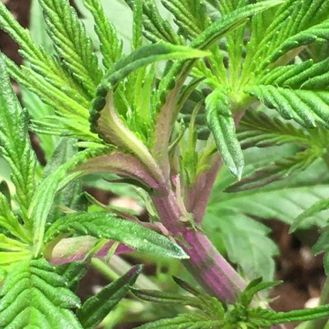 Green Crack  #1 growlog timeline photo