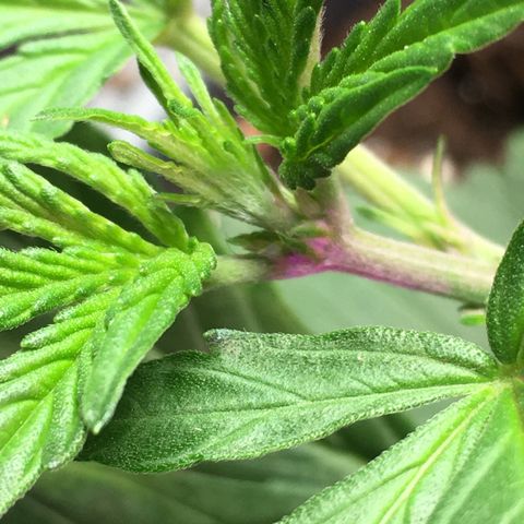 Green Crack  #1 growlog timeline photo