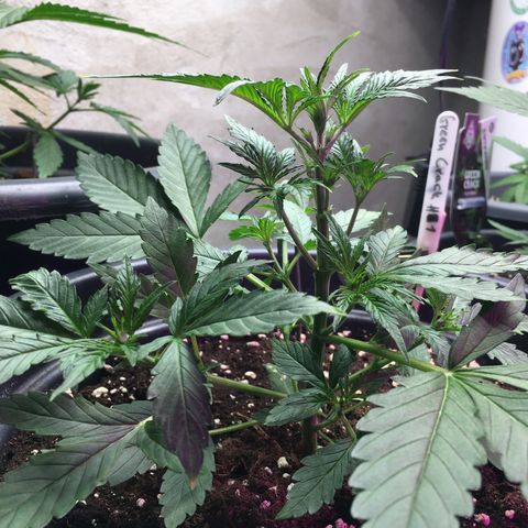 Green Crack  #1 growlog timeline photo