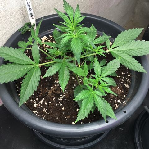 Green Crack  #1 growlog timeline photo