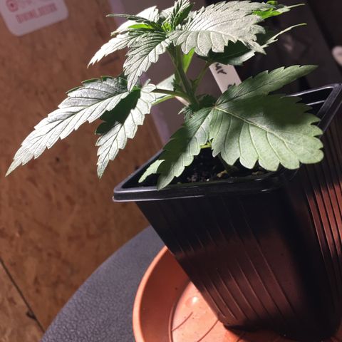 Sour OG Kush #1 growlog timeline photo