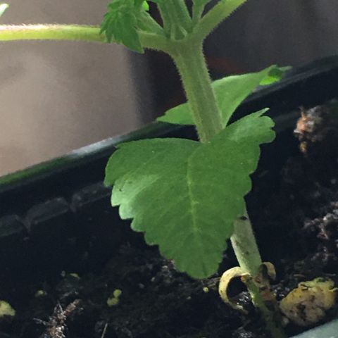 Sour OG Kush #1 growlog timeline photo