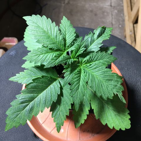 Sour OG Kush #1 growlog timeline photo