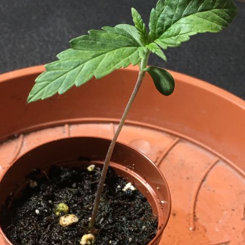Ak47 #1 growlog timeline photo