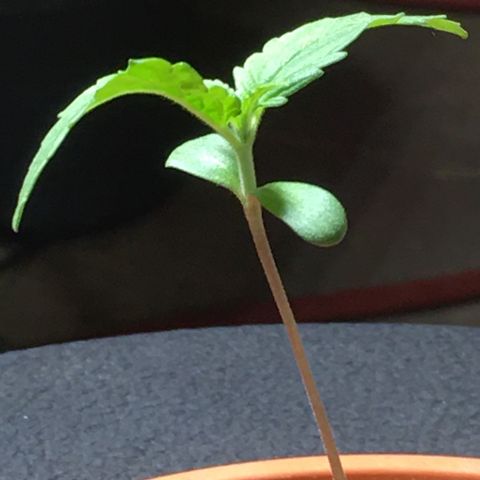 Ak47 #1 growlog timeline photo