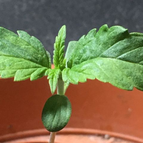 Ak47 #1 growlog timeline photo
