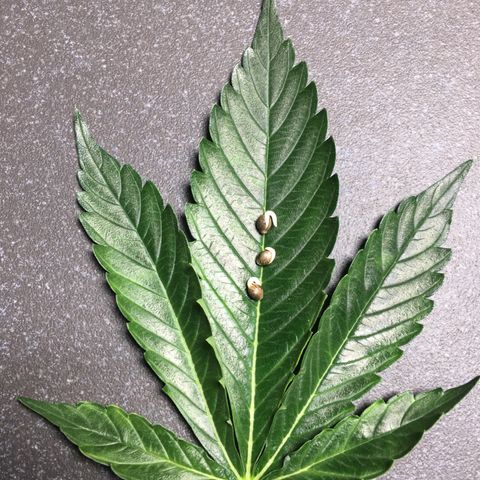 Gorilla Super Glue 2.0 growlog timeline photo