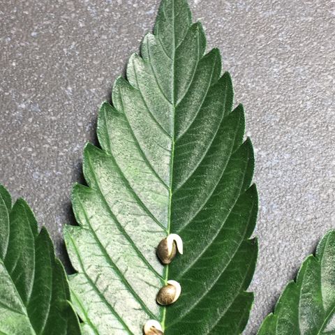 Gorilla Super Glue 2.0 growlog timeline photo