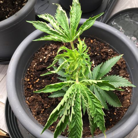 Granddaddy Black #1 growlog timeline photo