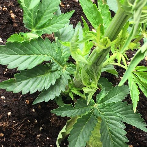 Granddaddy Black #1 growlog timeline photo