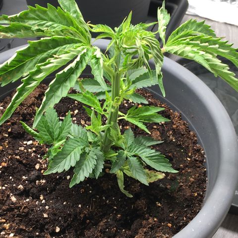 Granddaddy Black #1 growlog timeline photo