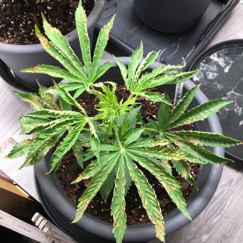 Granddaddy Black #1 growlog timeline photo